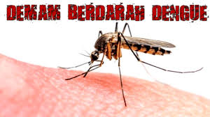 Image result for demam berdarah dengue